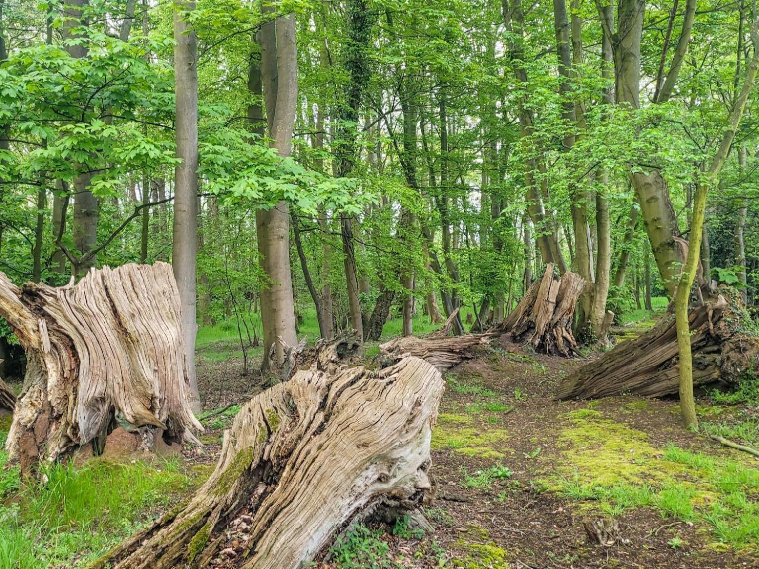 Hay's Wood Retreat - * North Runcton