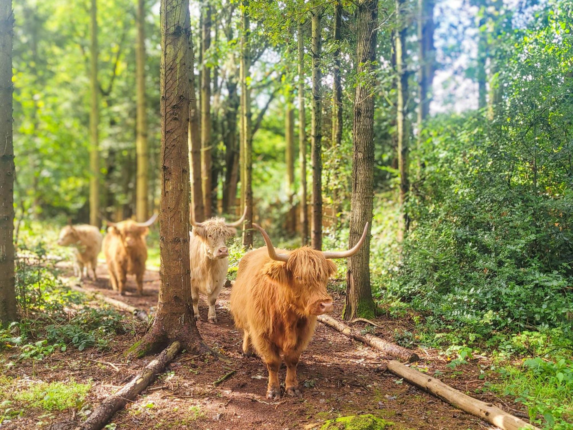 Hay's Wood Retreat - North Runcton