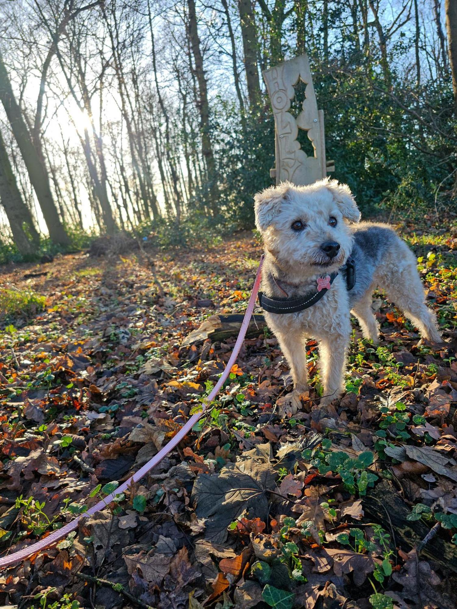 Hay's Wood Retreat - * North Runcton